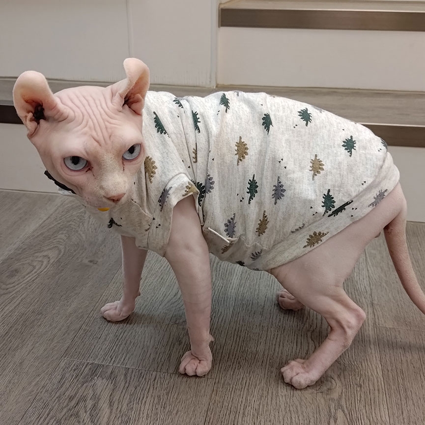 無毛貓為什麼會無毛-斯芬克斯貓基因缺陷-壽命-飼養須知